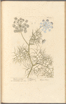 Daucus of creet