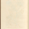 Daucus of creet