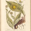 Elecampane