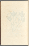 Bog bean