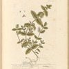 Scordium or water germander