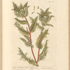 Carduus or the blessed thistle