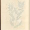 Carduus or the blessed thistle