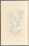 Carduus or the blessed thistle