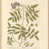 The turpentine tree