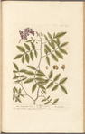 The turpentine tree