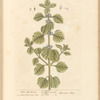 White horehound