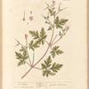 Herb Robert