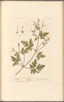 Herb Robert
