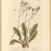 Sea lavender