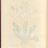 Sea lavender