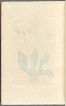 Sea lavender