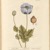 Black poppy