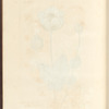 Black poppy