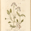 Lesser valerian