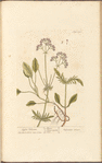 Lesser valerian