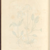 Lesser valerian