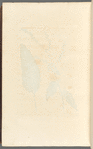 Bloodwort