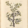 The sloe tree