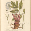 Angelica