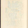 Angelica