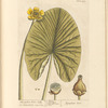The yellow water lilly