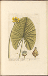 The yellow water lilly