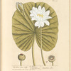 The white water lilly