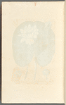 The white water lilly