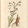 Bugloss