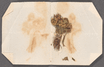 Keepsakes (Hair, dried flowers)