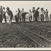 Men at work under SERA (State Emergency Relief Administration). Outskirts of Los Angeles, California