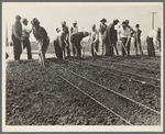 Men at work under SERA (State Emergency Relief Administration). Outskirts of Los Angeles, California