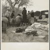 Squatters along highway near Bakersfield, California. Penniless refugees from dust bowl. Twenty-two in family, thirty-nine evictions, now encamped near Bakersfield without shelter, without water and looking for work in the cotton ...