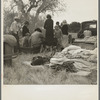 Squatters along highway near Bakersfield, California. Penniless refugees from dust bowl. Twenty-two in family, thirty-nine evictions, now encamped near Bakersfield without shelter, without water and looking for work in the cotton ...
