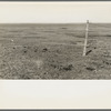 Stand of vega grass eaten off close. In good seasons hay can be cut from areas like this. New Mexico