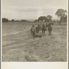 Leveling the land for irrigation on the Bosque Farms project. The tract of two thousand four hundred acres to be cultivated under irrigation. New Mexico