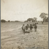 Leveling the land for irrigation on the Bosque Farms project. The tract of two thousand four hundred acres to be cultivated under irrigation. New Mexico