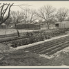 El Monte federal subsistence homesteads. Seventeen dollars and seventy cents rent to apply on purchase of three-room house. California