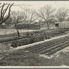 El Monte federal subsistence homesteads. Seventeen dollars and seventy cents rent to apply on purchase of three-room house. California