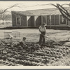 El Monte Federal subsistence homesteads. One hundred homes, each with three quarters of an acre land, all occupied. Average family income, eight hundred dollars per annum
