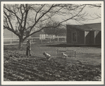 El Monte federal subsistence homesteads. One hundred homes, all occupied, each with three quarters of an acre land. Average family income eight hundred dollars per annum