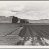 Sugar beet field showing tractor with plowshare attached and Mexican operator. California