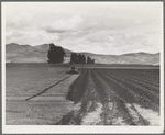 Sugar beet field showing tractor with plowshare attached and Mexican operator. California