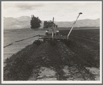 Sugar beet field freshly plowed by tractor with plowshare attached and showing Mexican operator. California