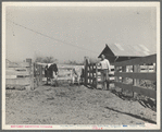 Self-help cooperative dairy. This dairy is being taken over by the Resettlement Administration. Near Santa Ana, California