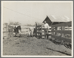 Self-help cooperative dairy. This dairy is being taken over by the Resettlement Administration. Near Santa Ana, California