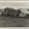 In one of the largest pea camps in California