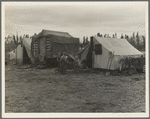 In one of the largest pea camps in California