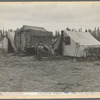 In one of the largest pea camps in California